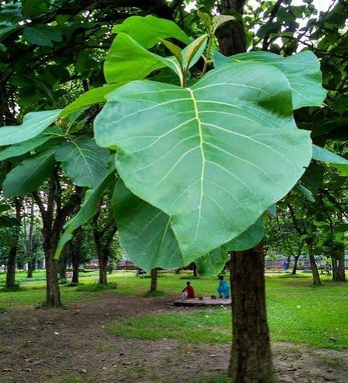 Teak Plants — Browse 3 varieties